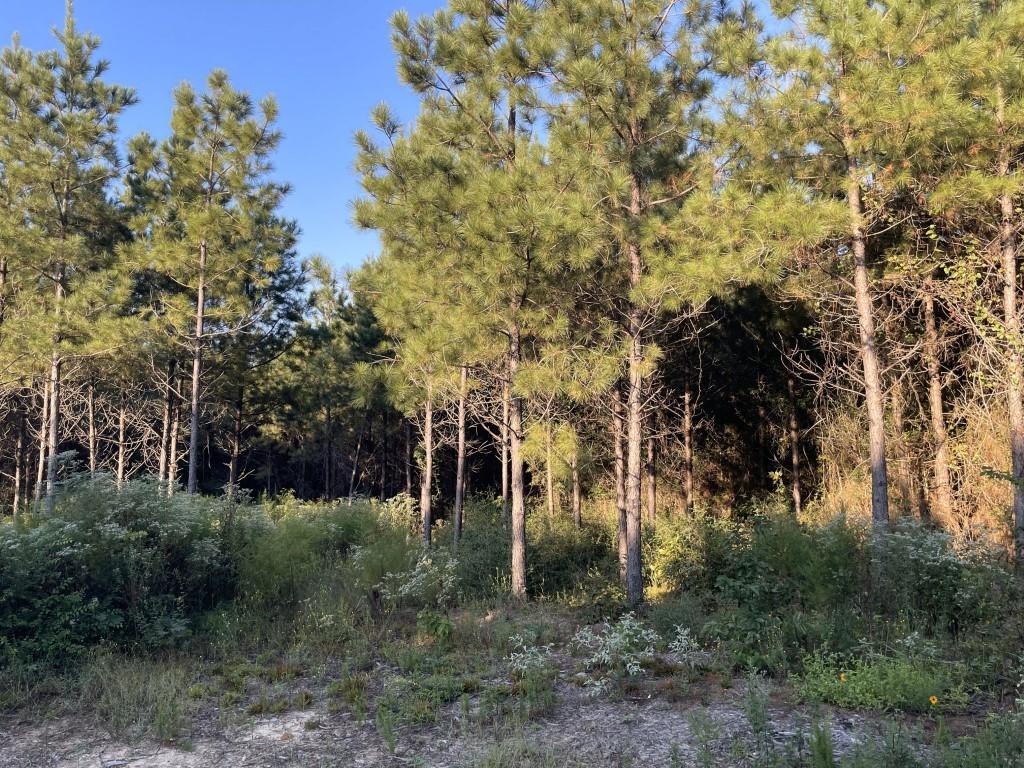 Tbd (lot 55) County Road 1060 Property Photo