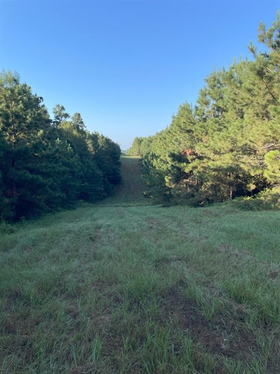 Tbd (lot 55) County Road 1060 Property Photo 3