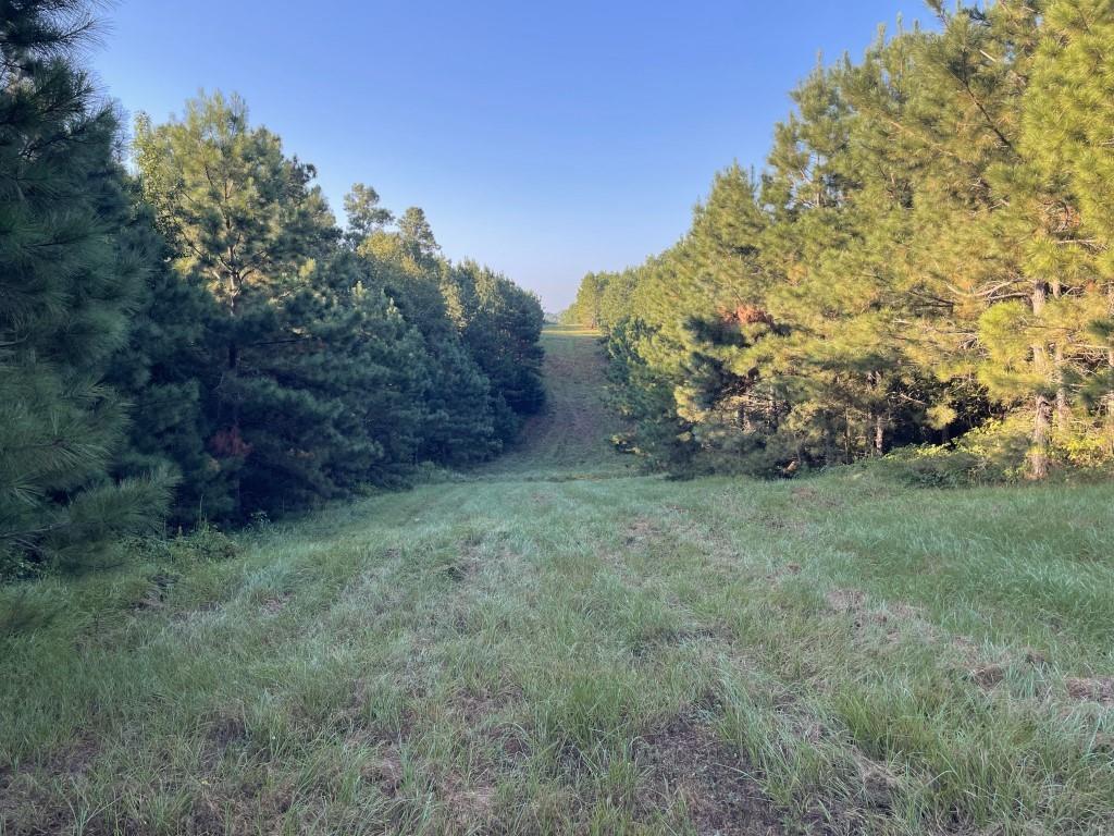 Tbd (lot 55) County Road 1060 Property Photo 4