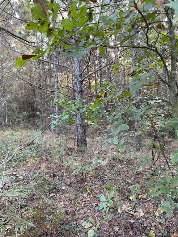 Tbd (lot 55) County Road 1060 Property Photo 5