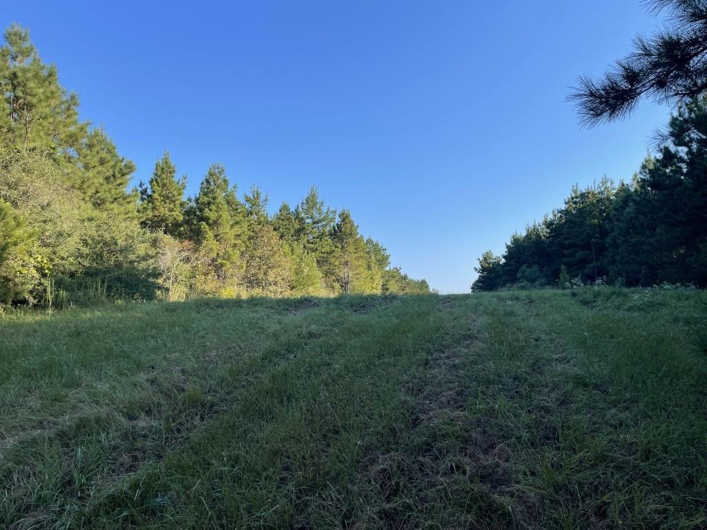 Tbd (lot 55) County Road 1060 Property Photo 6