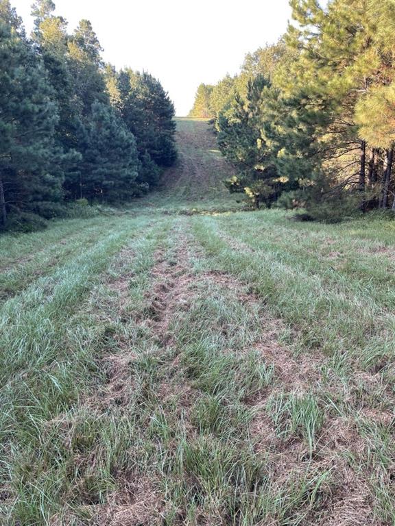 Tbd (lot 55) County Road 1060 Property Photo 8