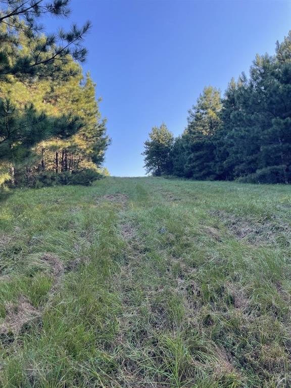 Tbd (lot 55) County Road 1060 Property Photo 10