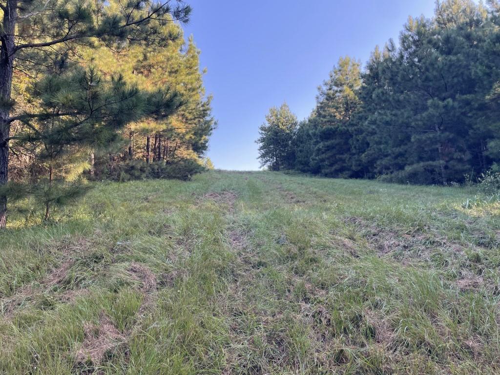 Tbd (lot 55) County Road 1060 Property Photo 11