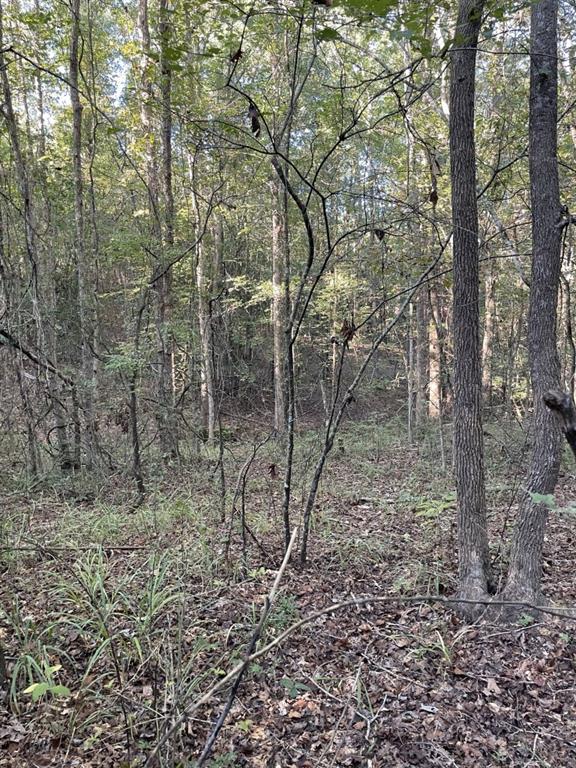 Tbd (lot 55) County Road 1060 Property Photo 14