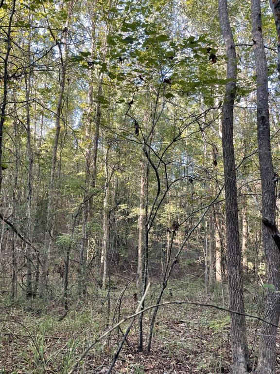 Tbd (lot 55) County Road 1060 Property Photo 15