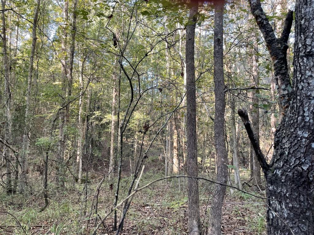 Tbd (lot 55) County Road 1060 Property Photo 16