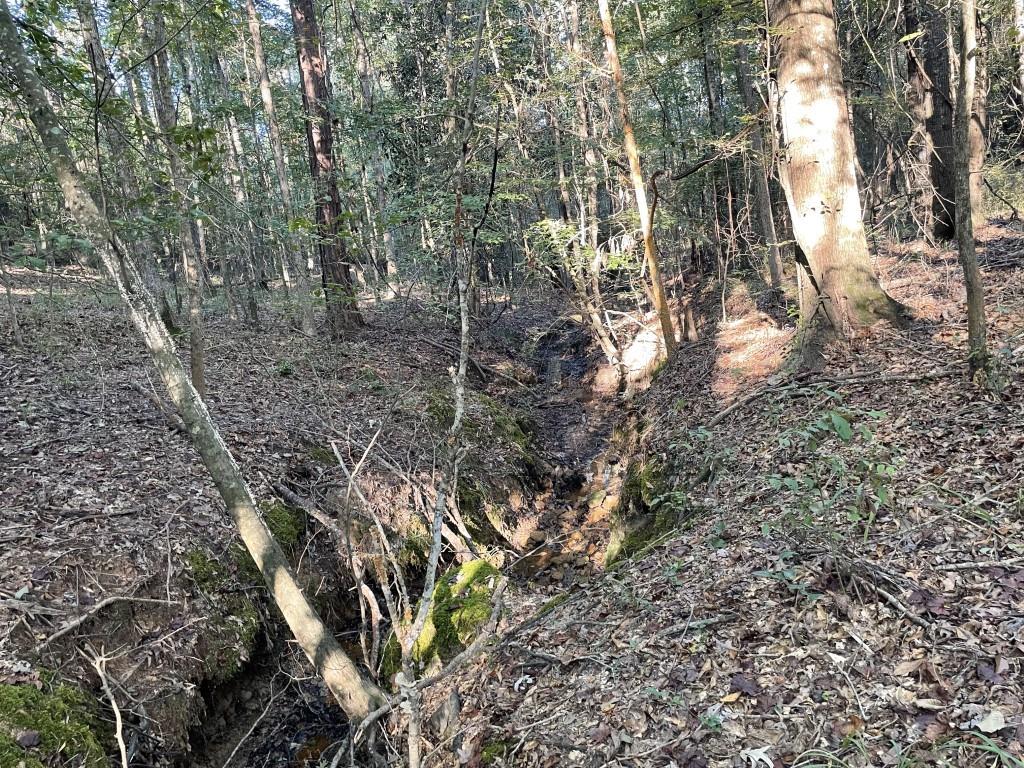 Tbd (lot 55) County Road 1060 Property Photo 18