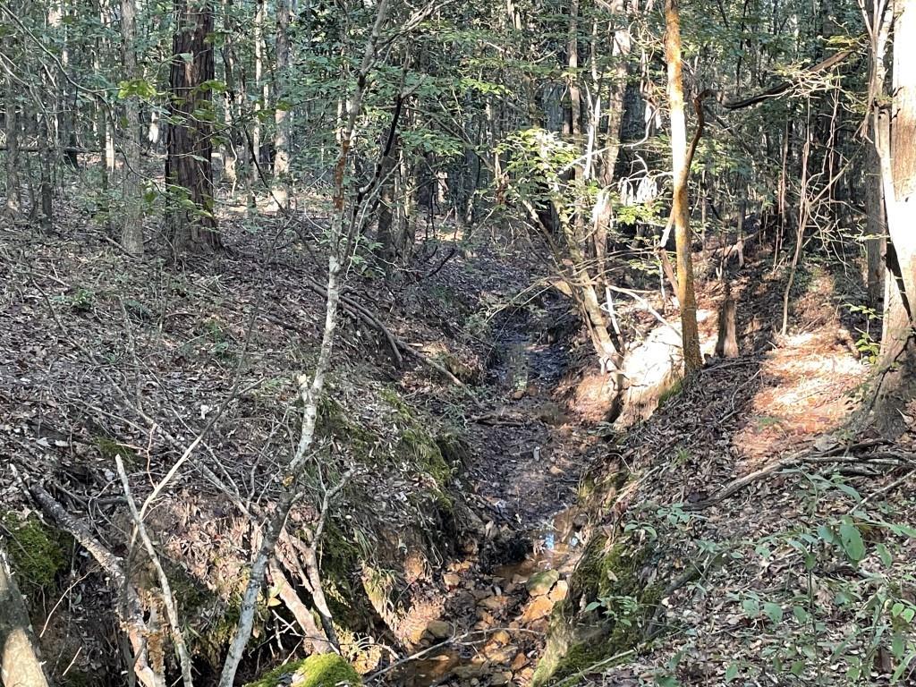 Tbd (lot 55) County Road 1060 Property Photo 20