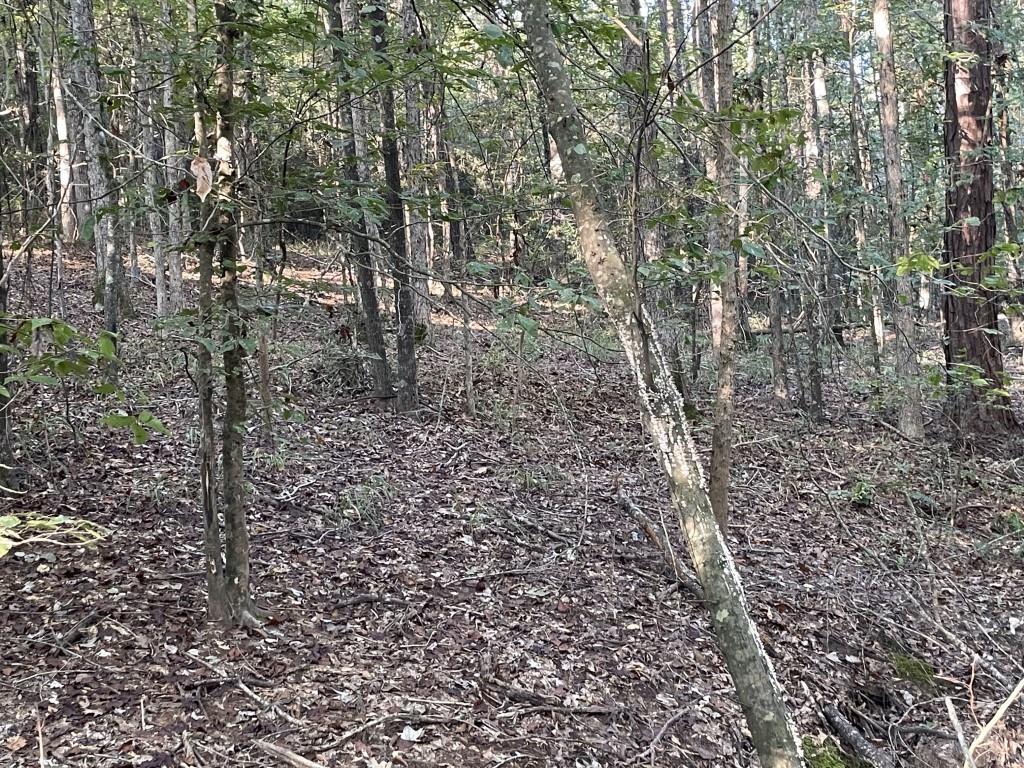 Tbd (lot 55) County Road 1060 Property Photo 21