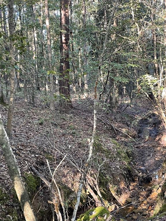 Tbd (lot 55) County Road 1060 Property Photo 22