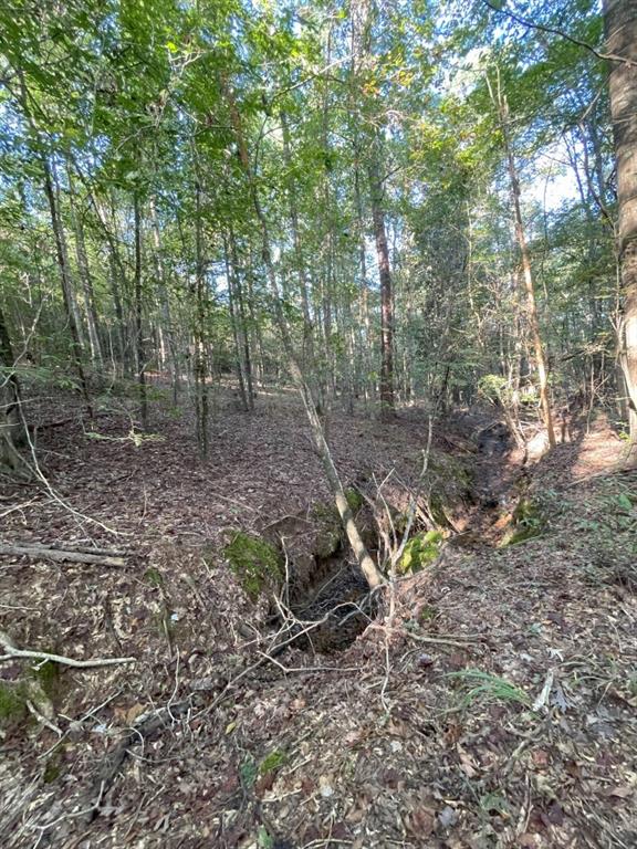 Tbd (lot 55) County Road 1060 Property Photo 23