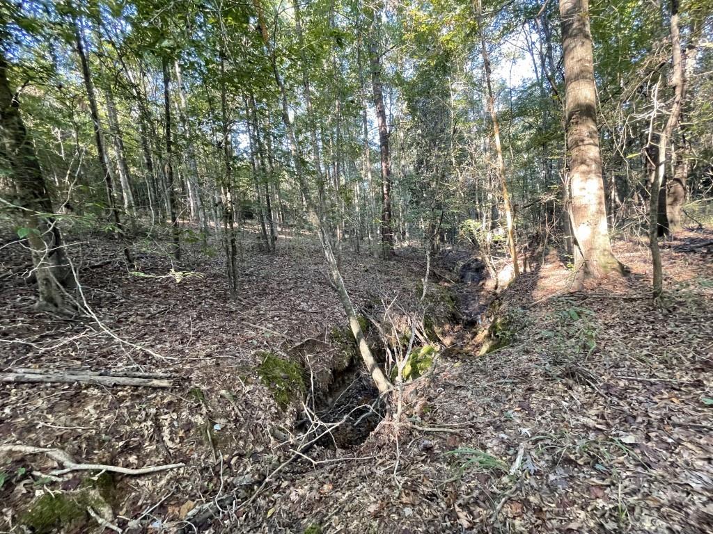 Tbd (lot 55) County Road 1060 Property Photo 24