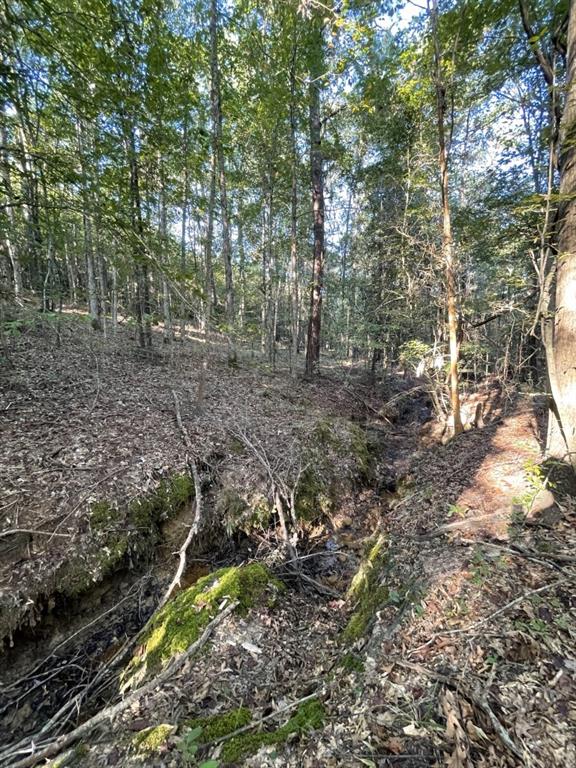 Tbd (lot 55) County Road 1060 Property Photo 26
