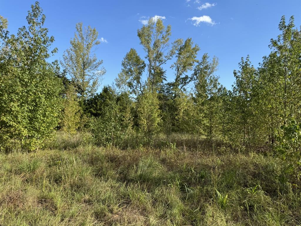 0000 Fm 195 Property Photo 6