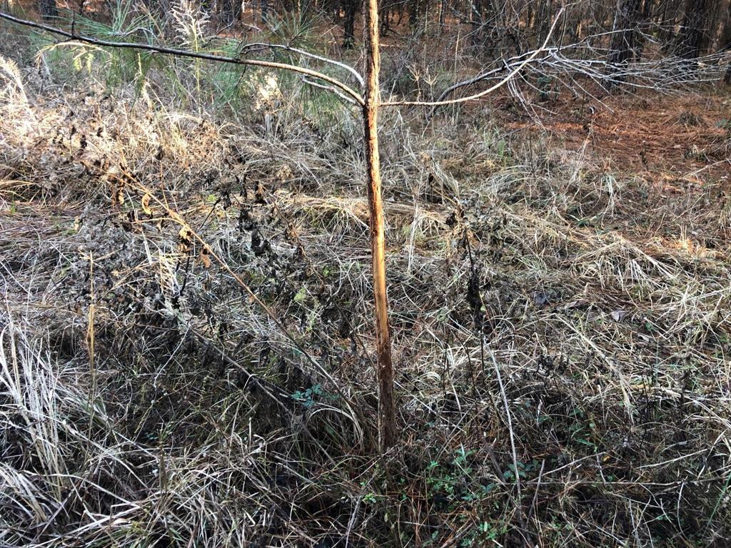 0 Highway 160 Property Photo 11