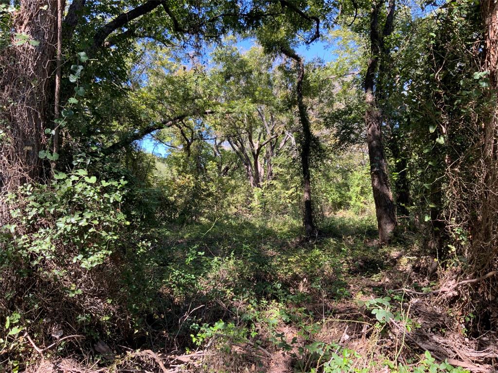 Tbd County Road 226 Property Photo 19