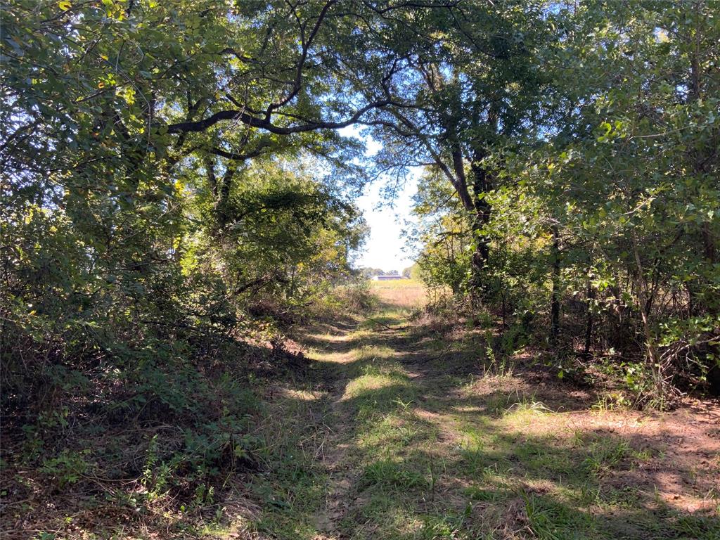 Tbd County Road 226 Property Photo 21