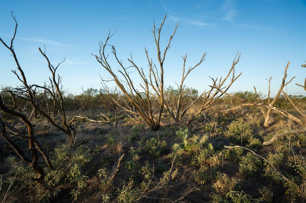 78.88 Ac Fm 2393 Property Photo 23