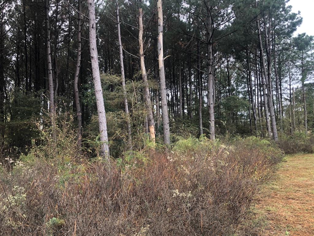 Tbd County Road 4130 Property Photo 6