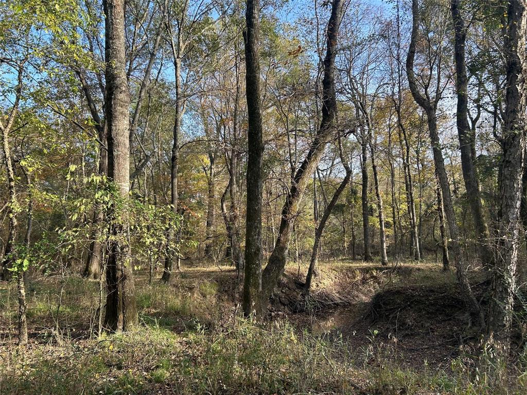 Tbd County Road 1412 Property Photo