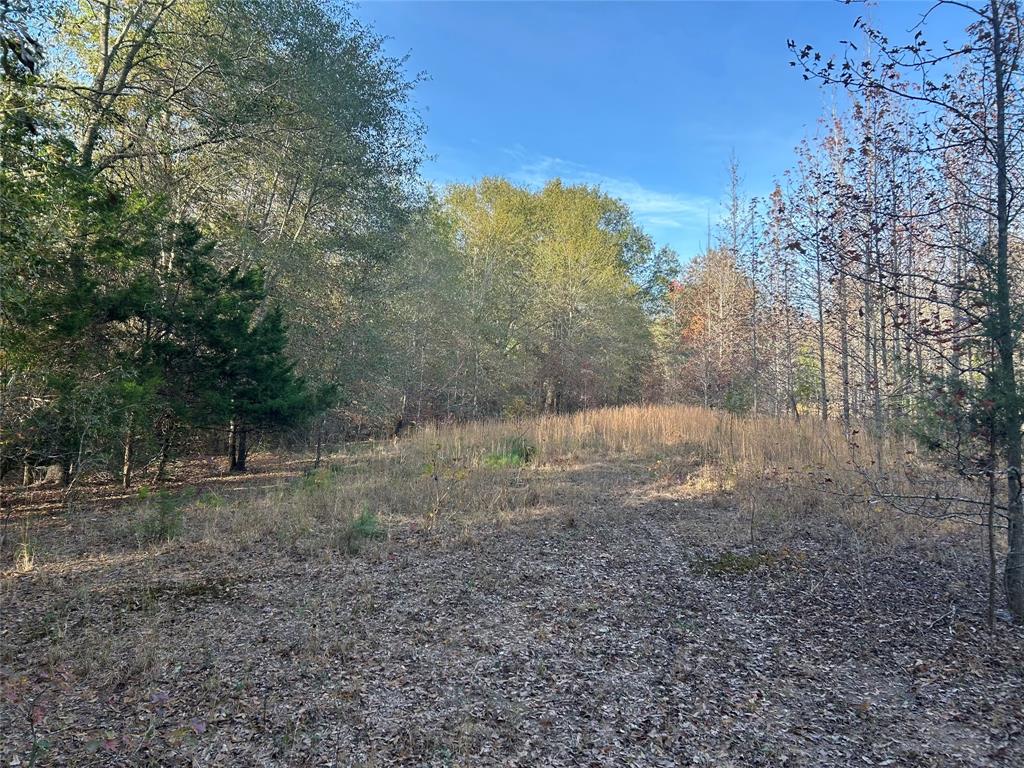 Tbd County Road 1412 Property Photo 4