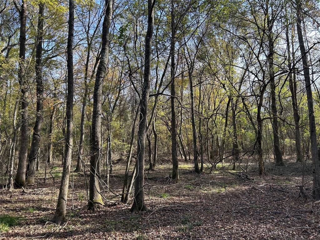 Tbd County Road 1412 Property Photo 7