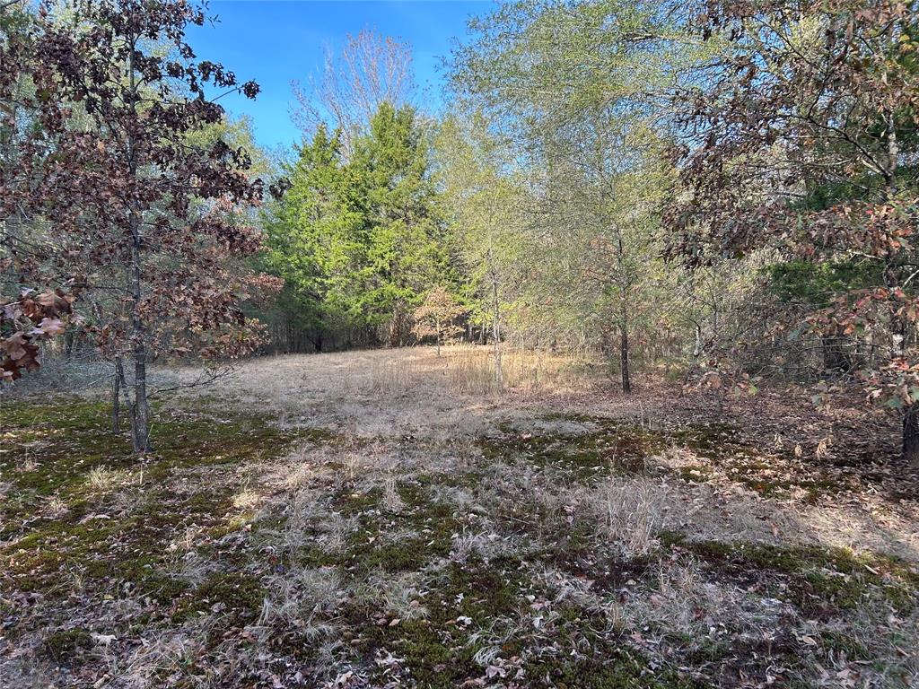 Tbd County Road 1412 Property Photo 12