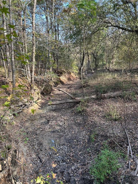 Tbd County Road 1412 Property Photo 13