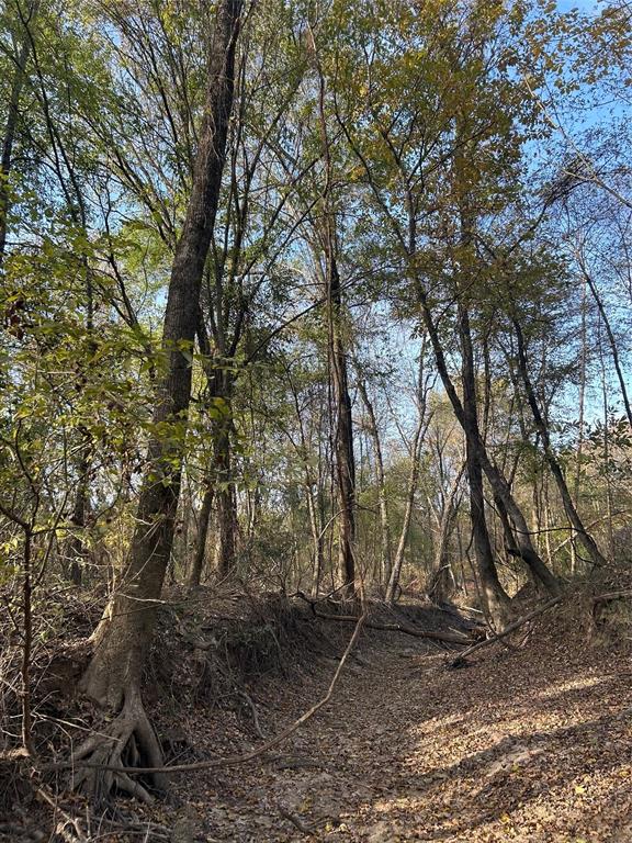 Tbd County Road 1412 Property Photo 14