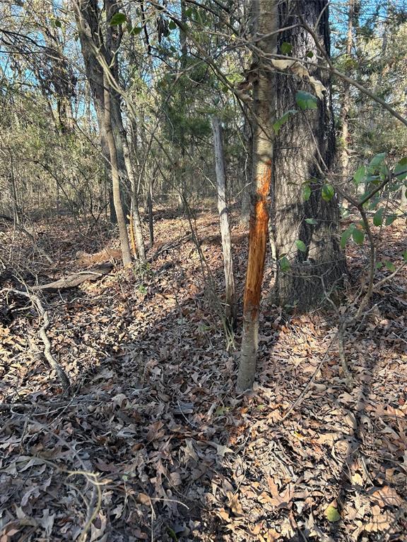 Tbd County Road 1412 Property Photo 17