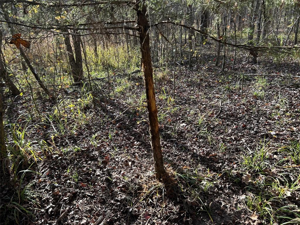 Tbd County Road 1412 Property Photo 18