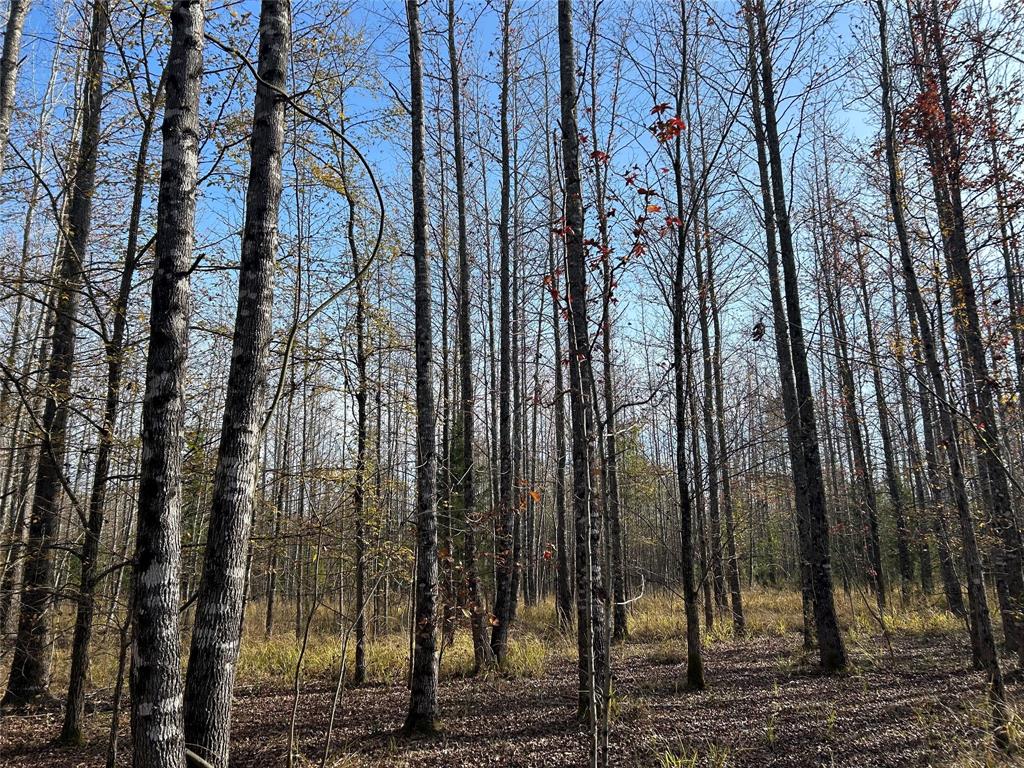 Tbd County Road 1412 Property Photo 19