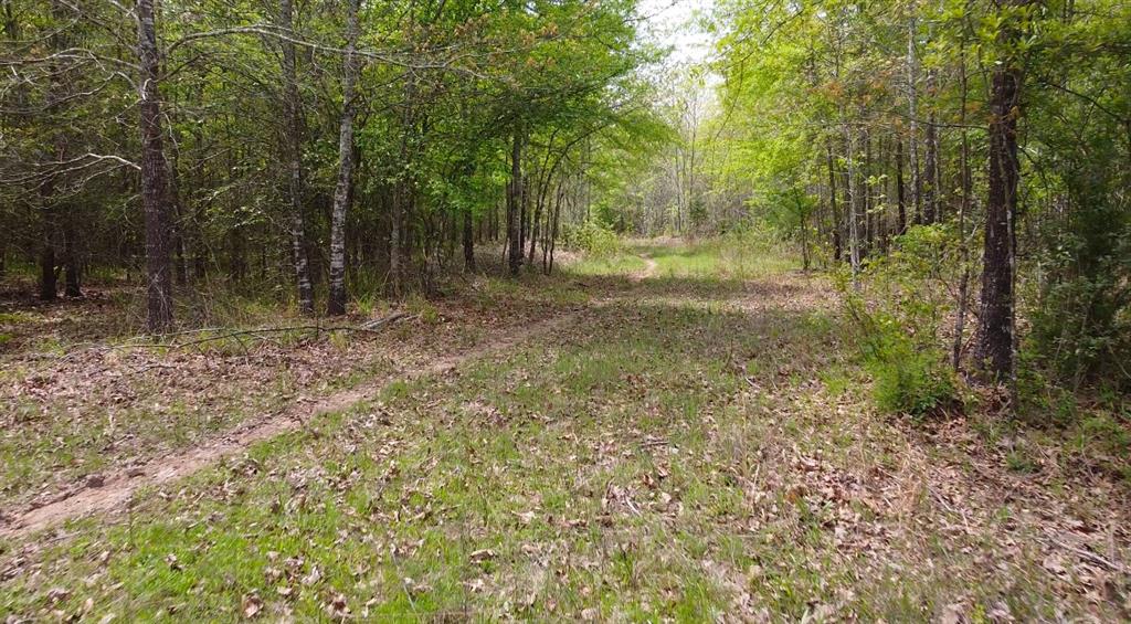 Tbd Country Road 1249 Property Photo 3