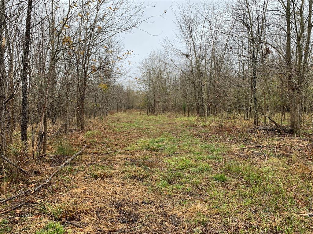 Tbd Country Road 1249 Property Photo 6