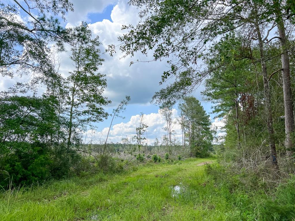 0 Old Honey Island Road Property Photo 3