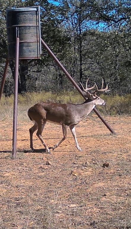 1992 Sand Flat Road Property Photo 35
