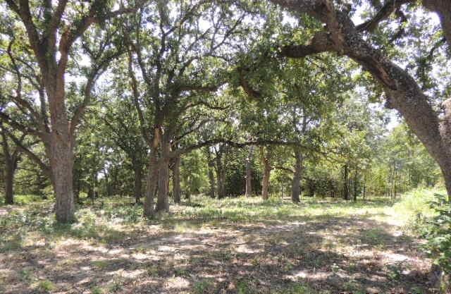 Tbd County Road 3303 Property Photo 4