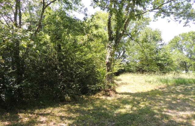 Tbd County Road 3303 Property Photo 11