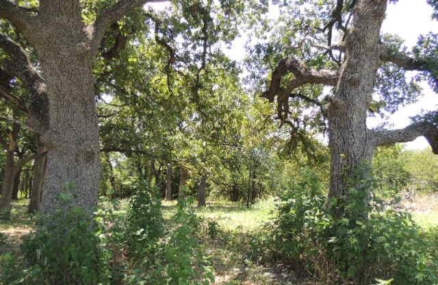 Tbd County Road 3303 Property Photo 13