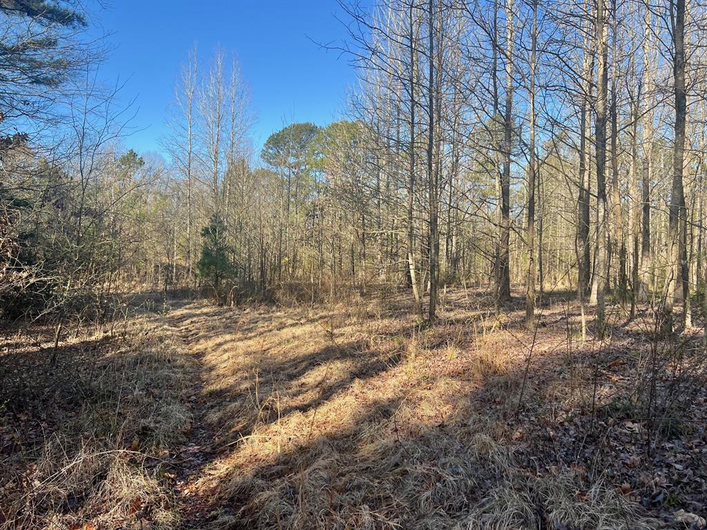 Tbd Cr 1670 Property Photo 4