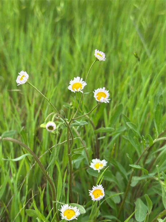 Tbd -3 Fm 1198 Property Photo 7