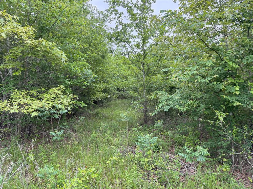 Lot 25 Rains County Road 2610 Property Photo 10
