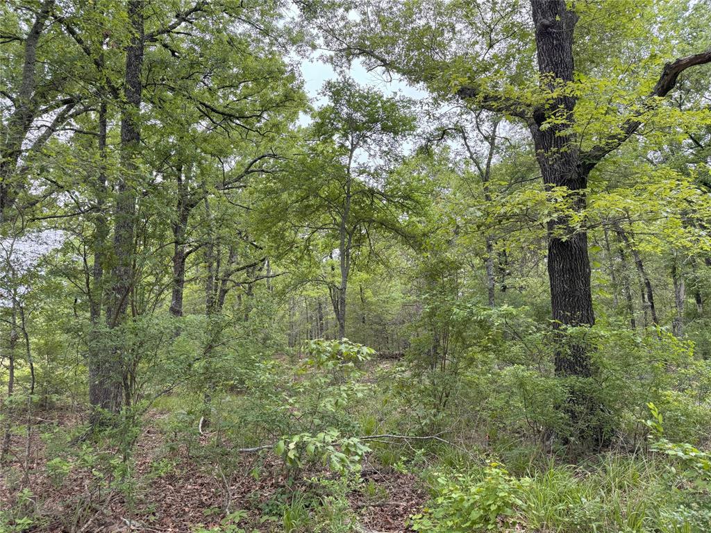Lot 25 Rains County Road 2610 Property Photo 11