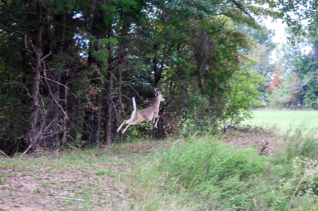 Lot 66,67,68,69,70,71 Tonkawa Trail Property Photo 8