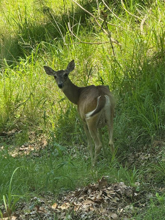 63r King Frederick Ct Property Photo 15