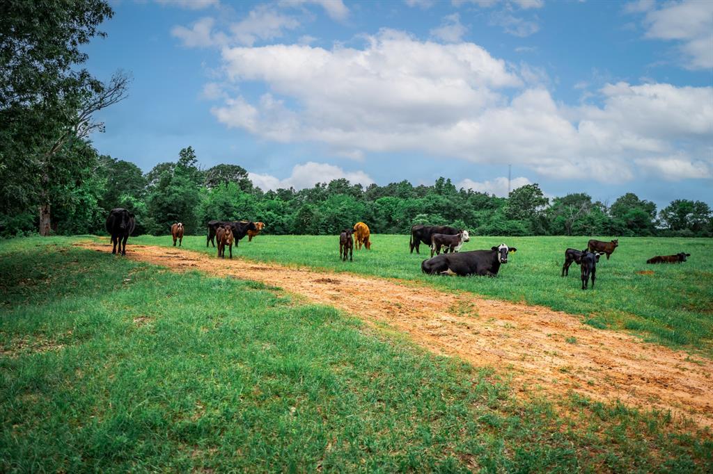 3732 Us Hwy 84 Property Photo 35