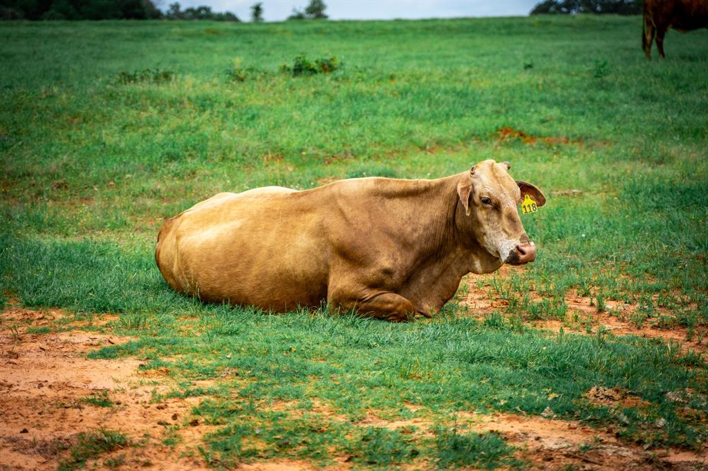 3732 Us Hwy 84 Property Photo 36