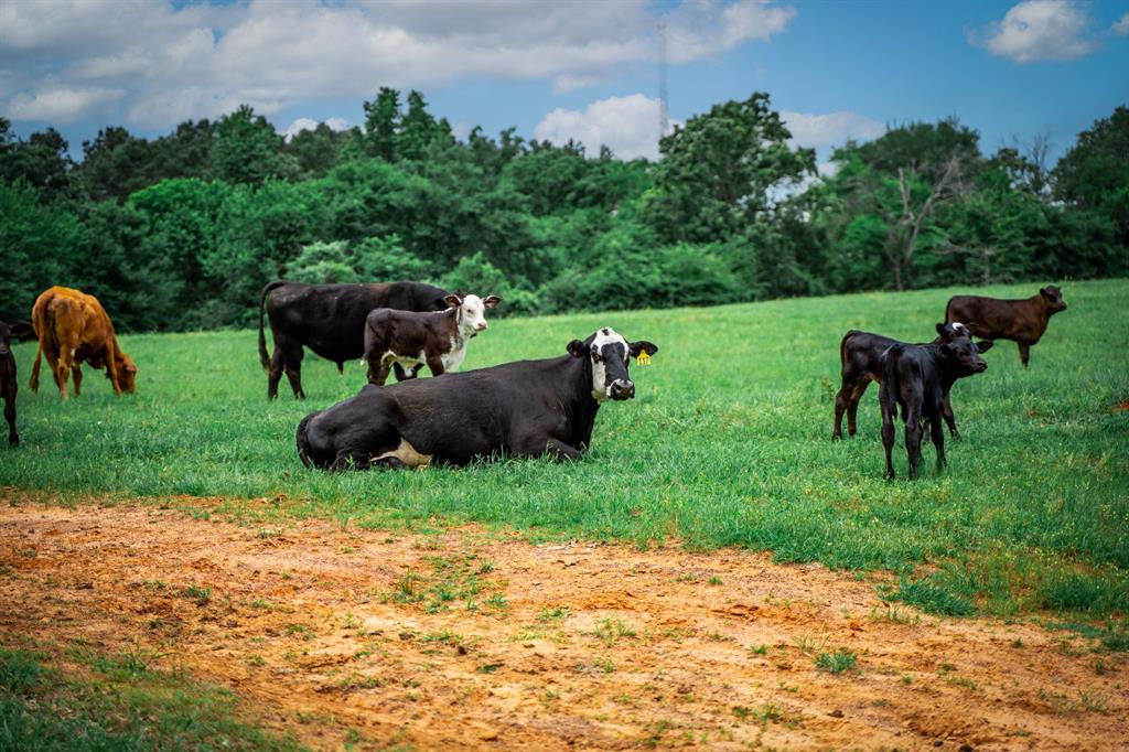 3732 Us Hwy 84 Property Photo 37