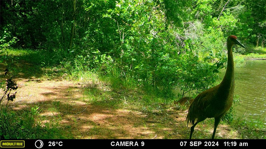 3732 Us Hwy 84 Property Photo 39